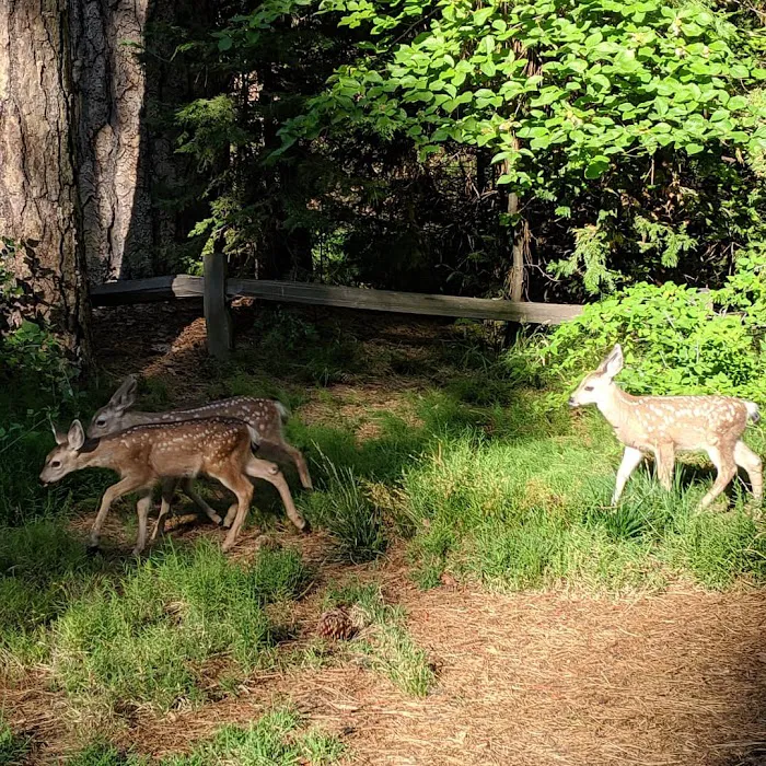 Lower Pines Campground Picture 10