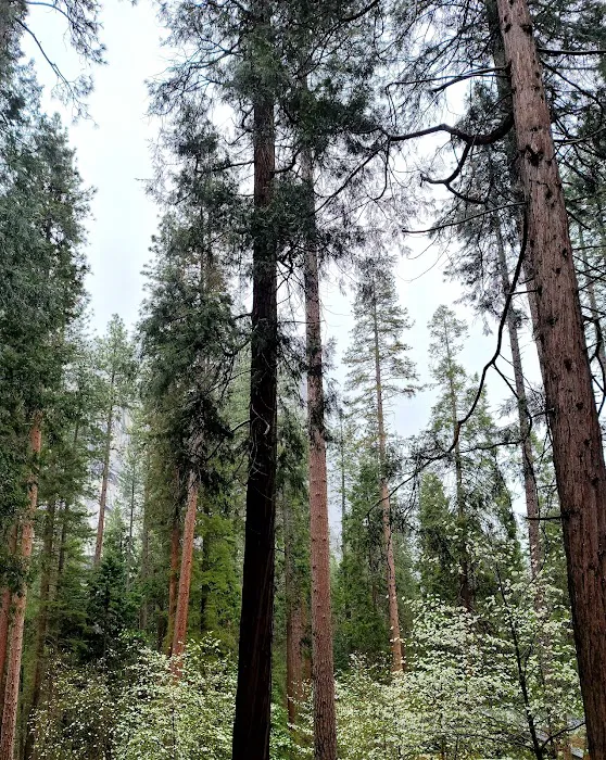 North Pines Campground Picture 8