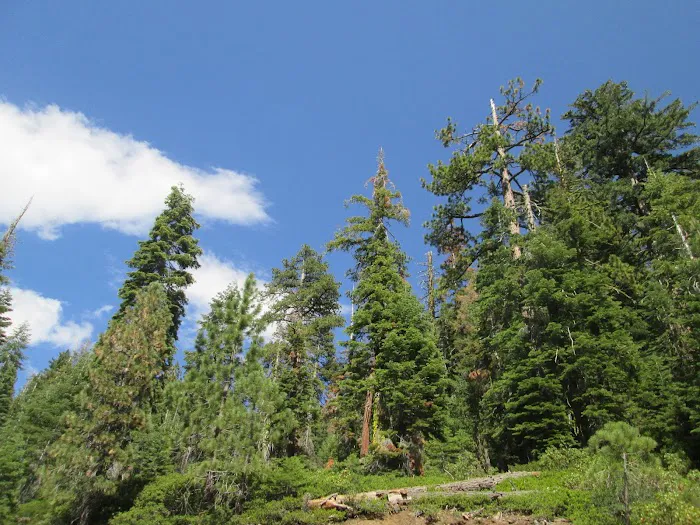 Porcupine Flat Campground Picture 3