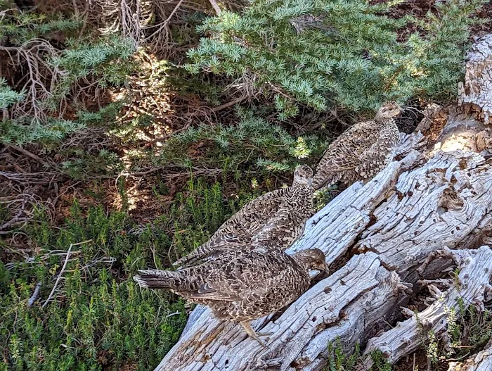 May Lake High Sierra Camp Picture 2