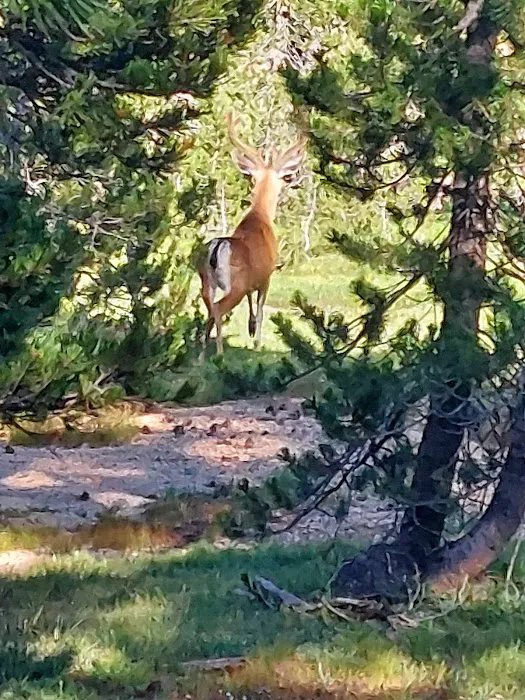 May Lake High Sierra Camp Picture 6