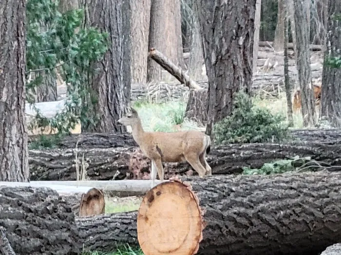 Little Yosemite Valley Campground Picture 10