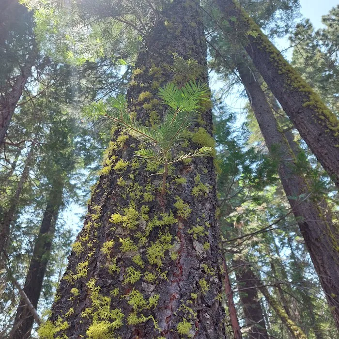 Little Yosemite Valley Campground Picture 9