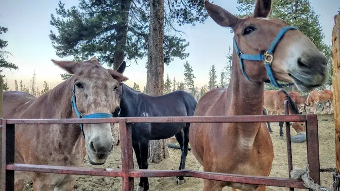 Sunrise High Sierra Camp Picture 10