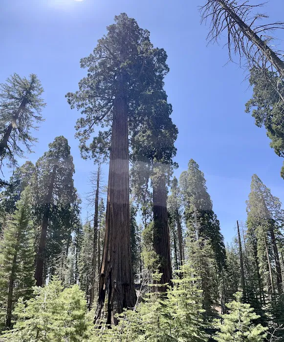 Wawona Campground Picture 5