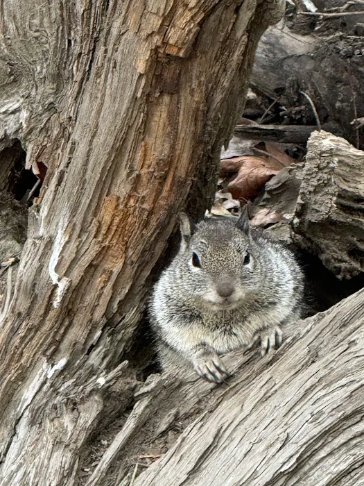 Wawona Campground Picture 10