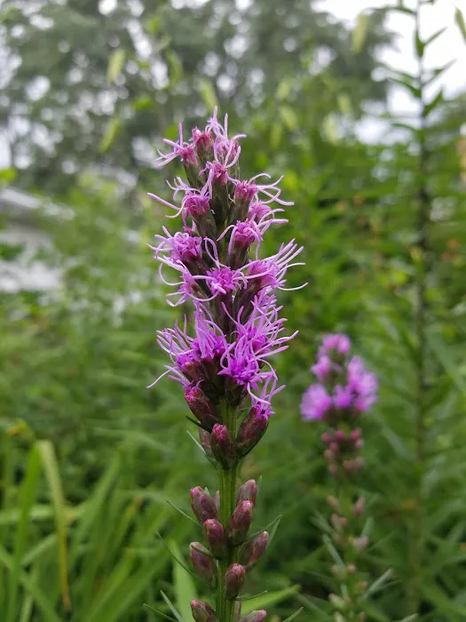 Linwood Terrace Picture 4