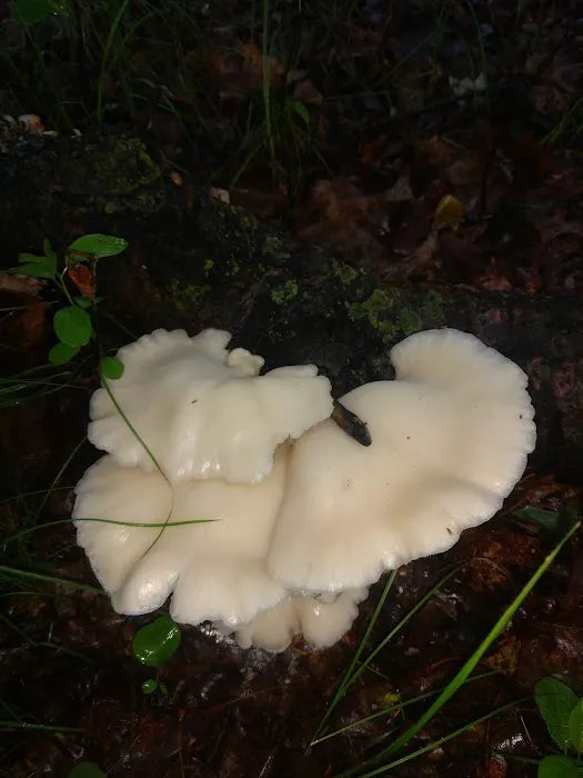 Linwood Terrace Picture 7