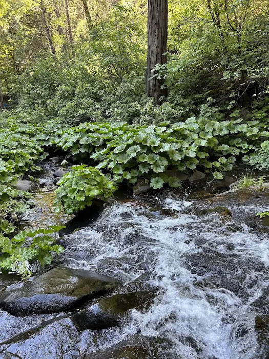 Lone Sequoia Campground Picture 6