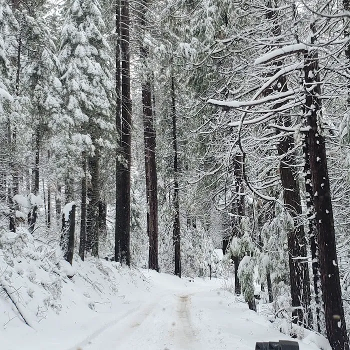 Lone Sequoia Campground Picture 4
