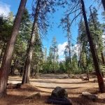 Lone Sequoia Campground