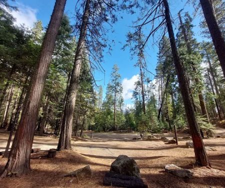 Lone Sequoia Campground