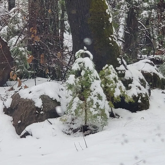 Lone Sequoia Campground Picture 8