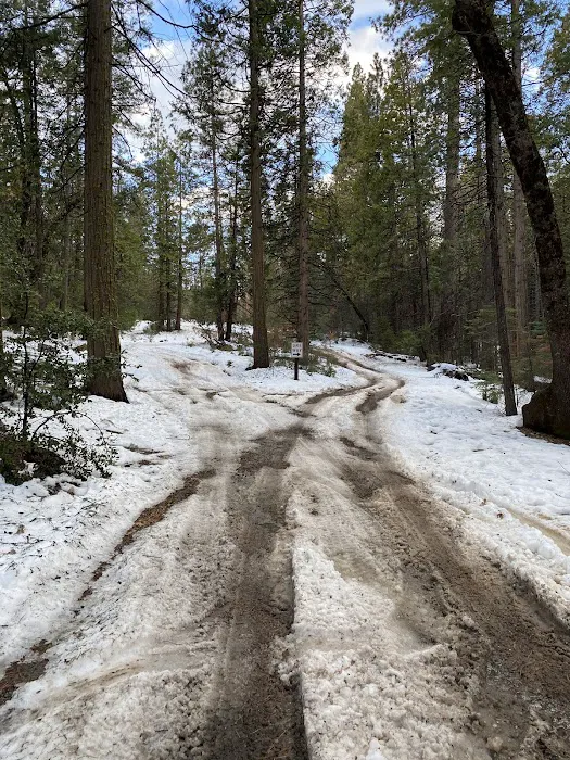 Lone Sequoia Campground Picture 10