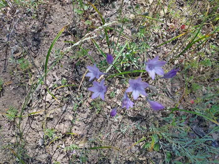 Orestimba Corral Picture 6