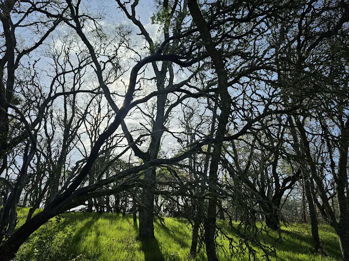 Manzanita Point Camps Picture 6