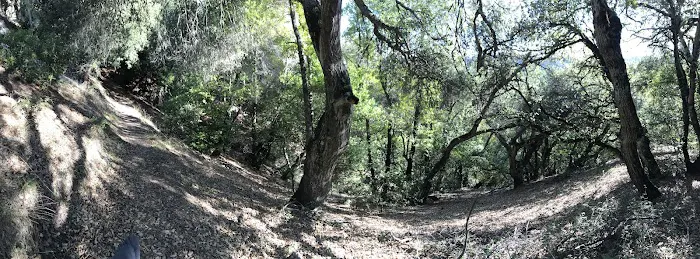 Lion Spring Camp Picture 9