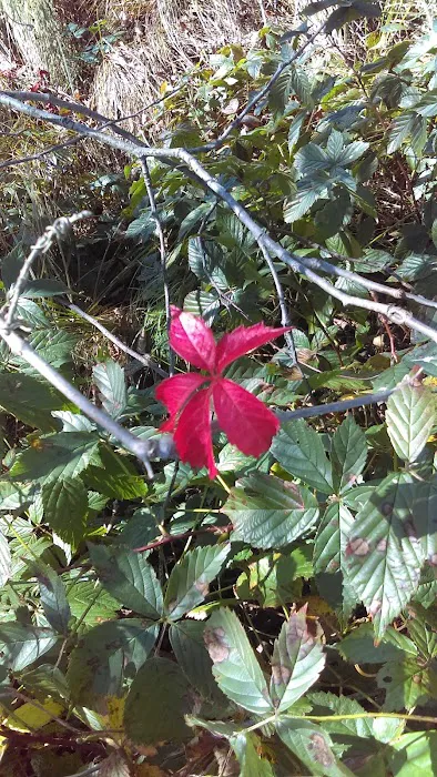 Woodhaven Manufactured Home Picture 9