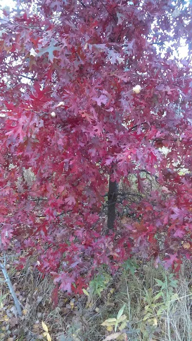 Woodhaven Manufactured Home Picture 5