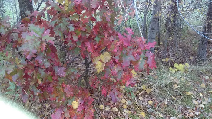 Woodhaven Manufactured Home Picture 4