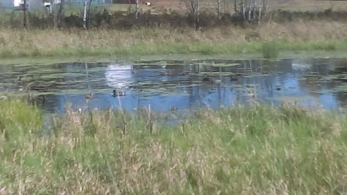 Woodhaven Manufactured Home Picture 8