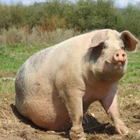 Zimmerman Terrace ico