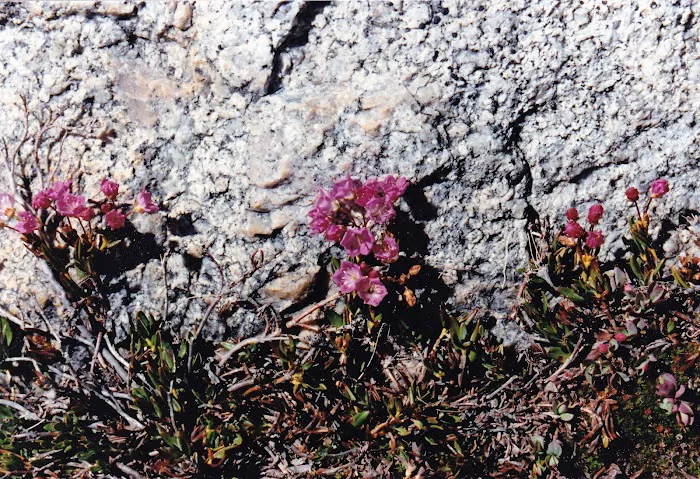 Merced Lake High Sierra Camp Picture 9