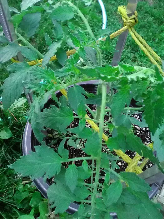 Buffalo Manor Mobile Home Park Picture 8