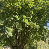 Montrose Mobile Manor ico