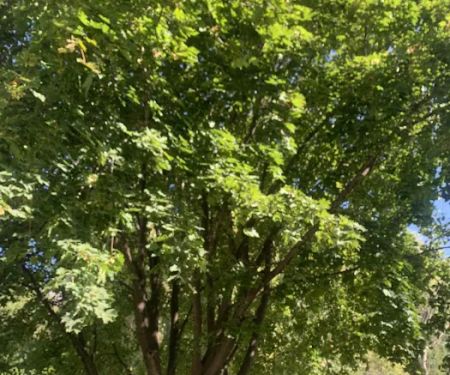 Montrose Mobile Manor