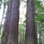 Paul Dimmick Campground