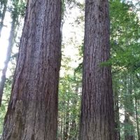 Paul Dimmick Campground ico