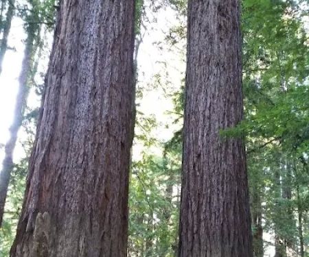 Paul Dimmick Campground