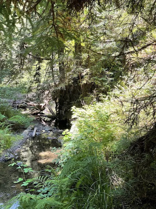 Paul Dimmick Campground Picture 5
