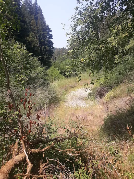 Dimmick Memorial Grove State Park Picture 6