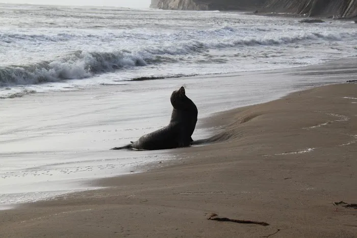 Manchester Beach / Mendocino Coast KOA Journey Picture 9