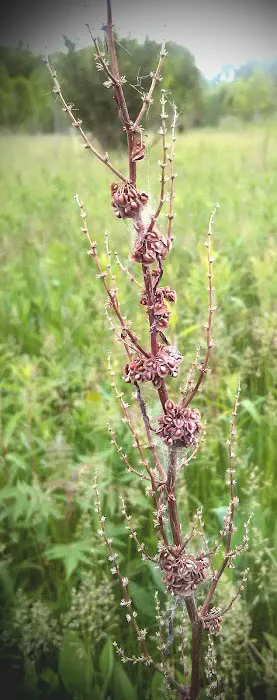 Traulich Estates Picture 4