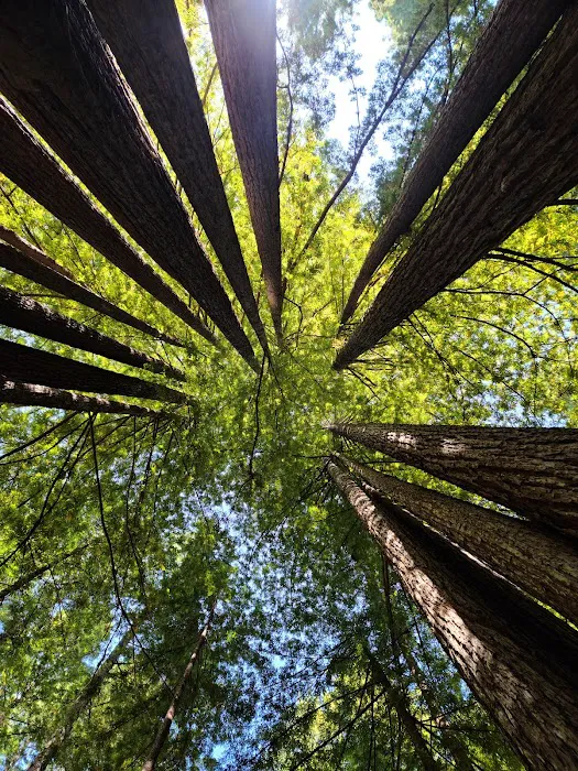 Mendocino Woodlands Campground Picture 4