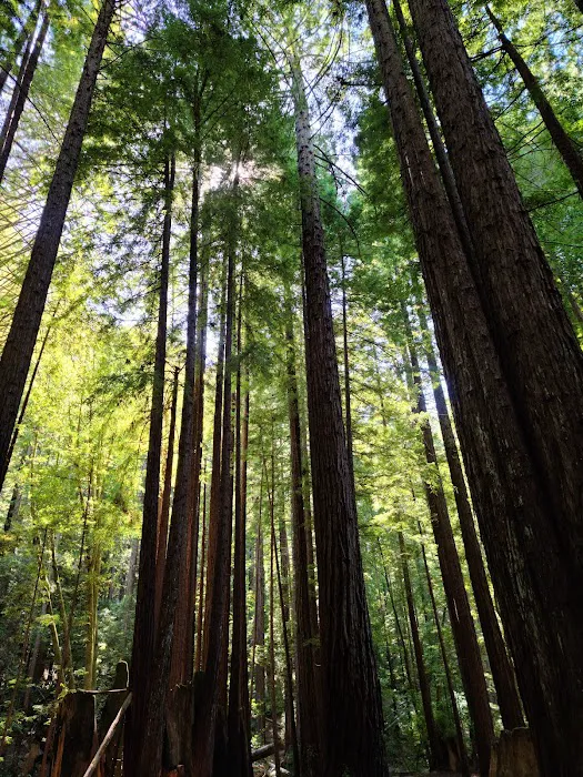 Mendocino Woodlands Campground Picture 3