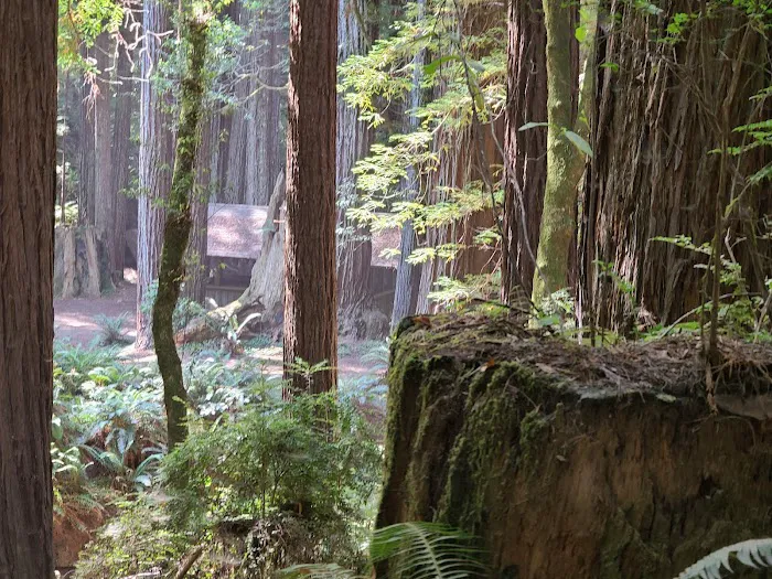 Mendocino Woodlands Campground Picture 8
