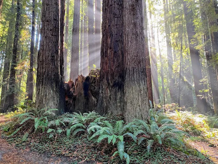 Mendocino Woodlands Camp Association Picture 2