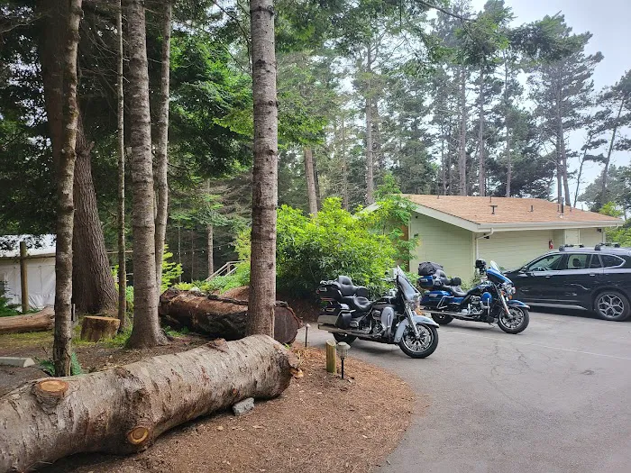 Mendocino Grove Picture 10