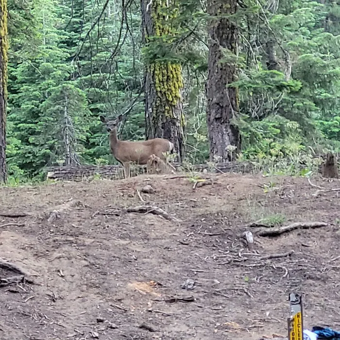 Little Sandy Campground Picture 5