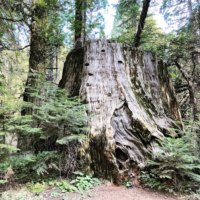 Nelder Grove Picture 2