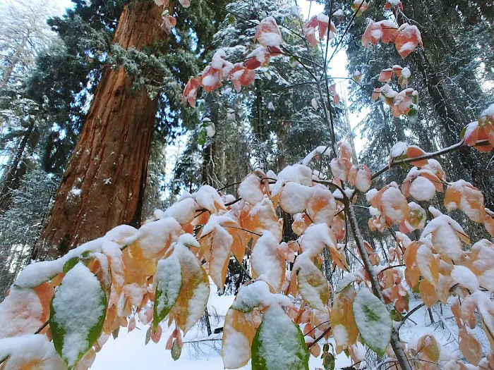 Nelder Grove Picture 3