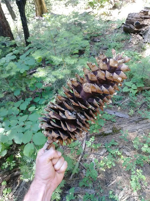 Nelder Grove Picture 9