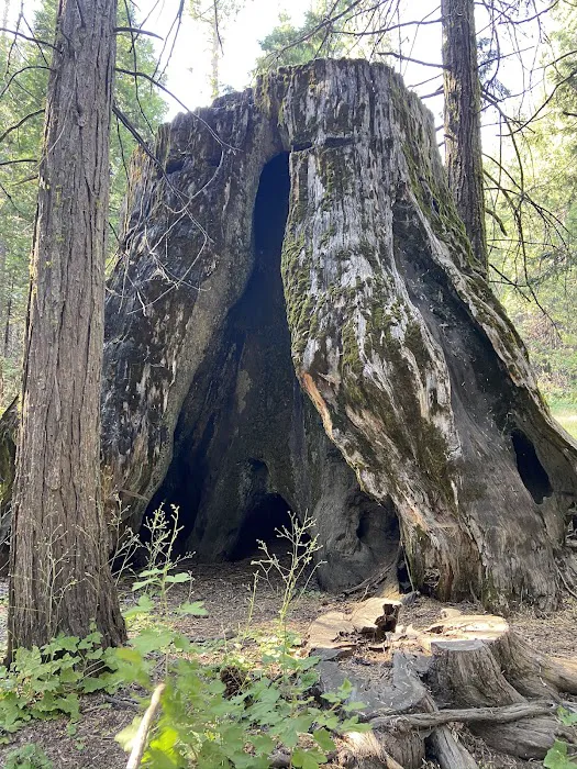 Nelder Grove Picture 7