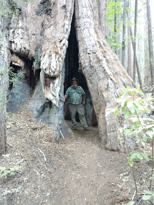 Nelder Grove Picture 2