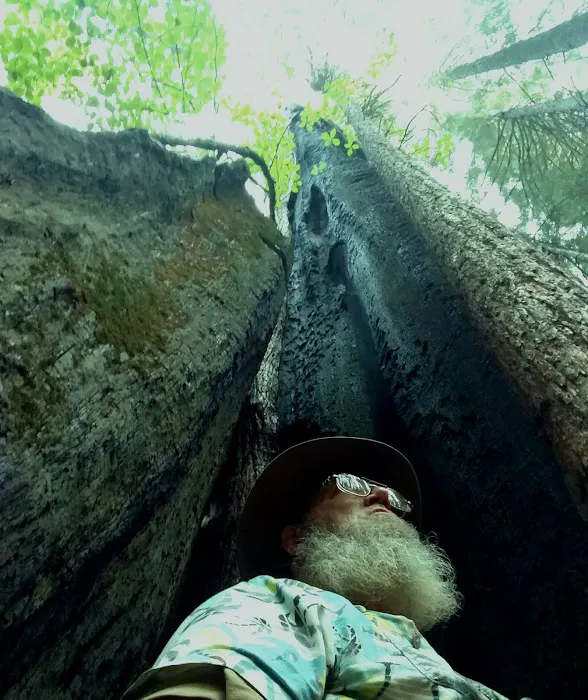 Nelder Grove Picture 3