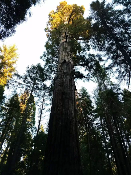 Nelder Grove Picture 1